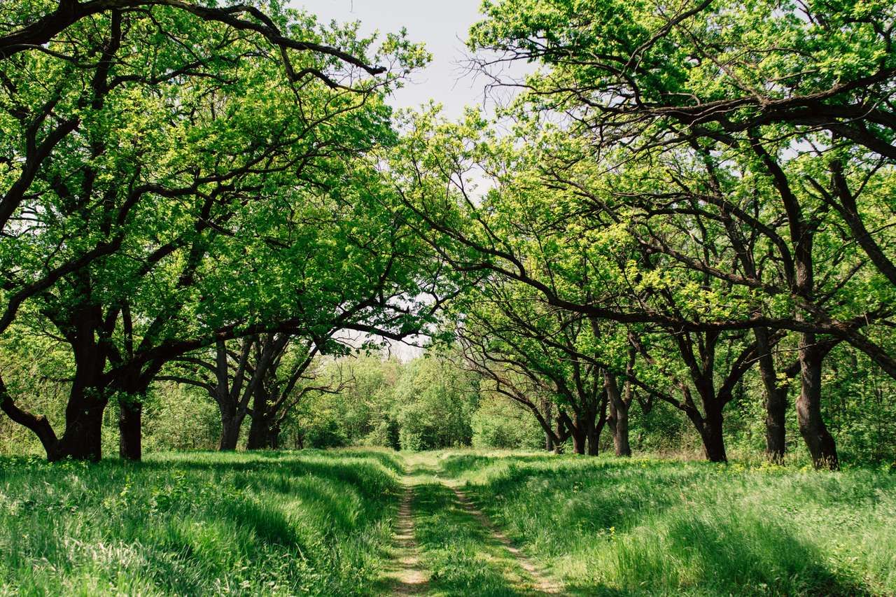 A quiet path beneath old oak trees